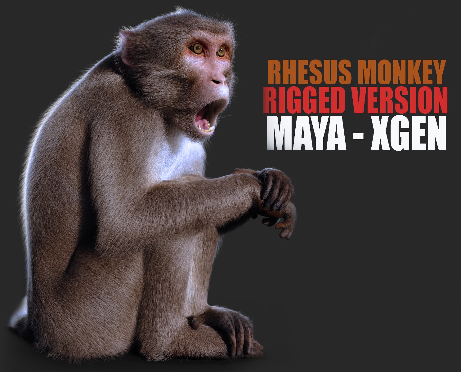 Rhesus Monkey 3D Models | Animal 3d Models