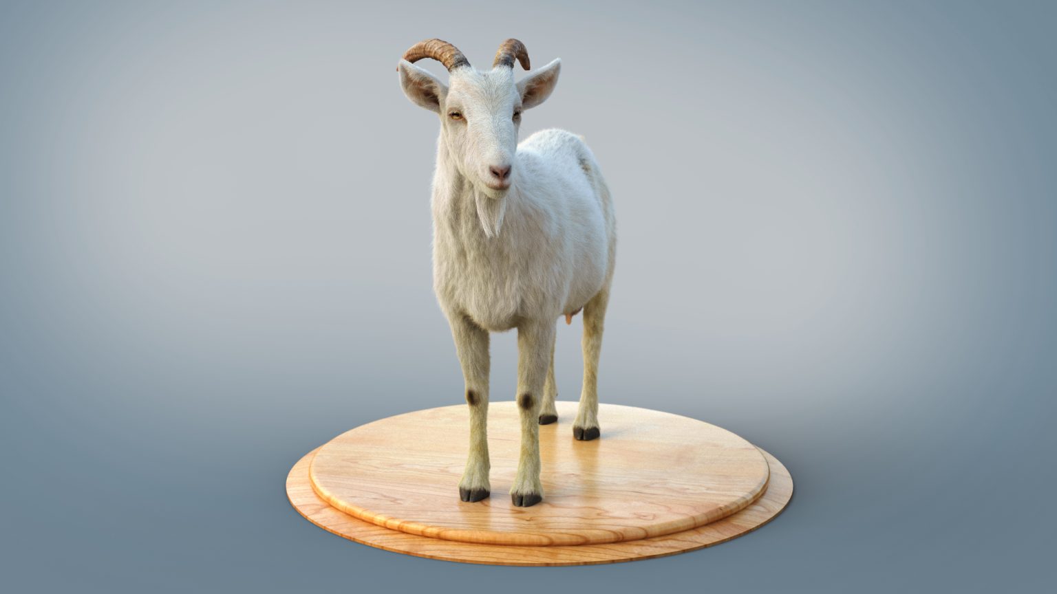 White Goat 3D Models | Animal 3d Models