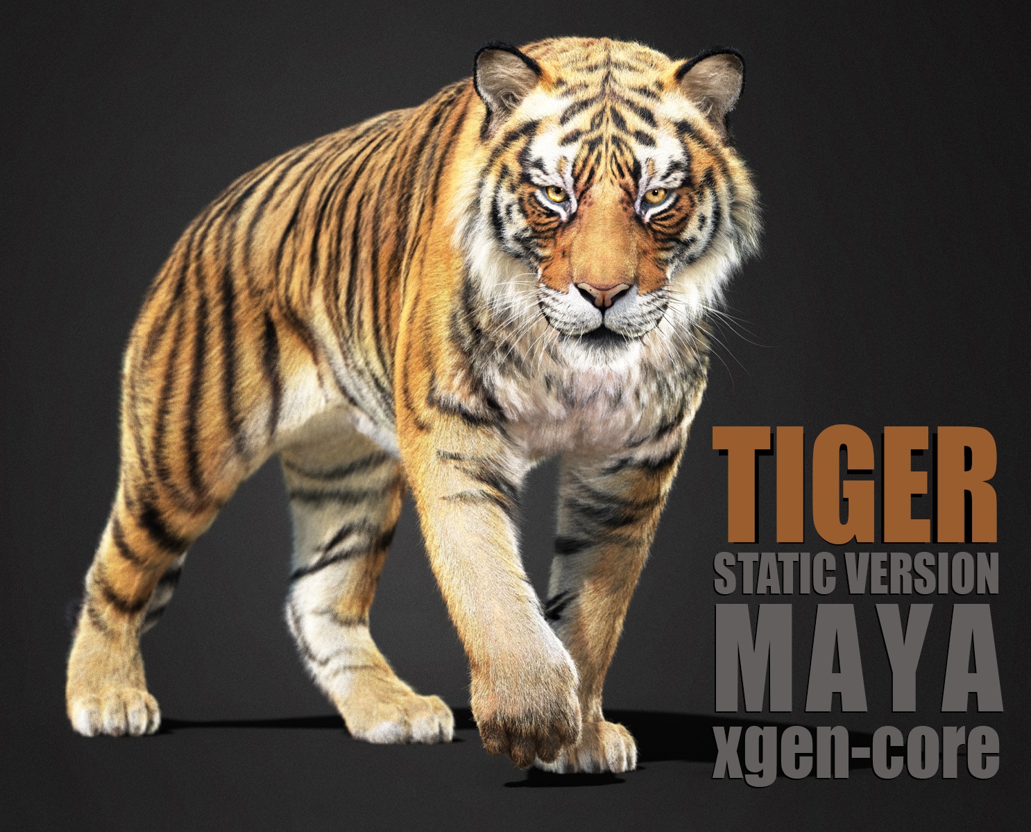 Tiger 3D Models | Animal 3d Models