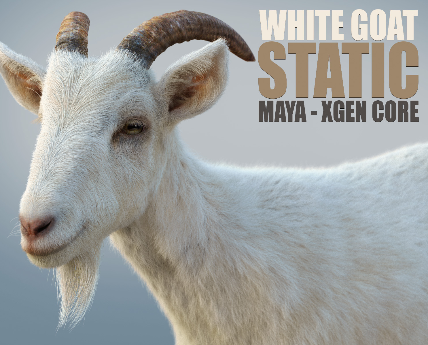 White Goat 3D Models | Animal 3d Models