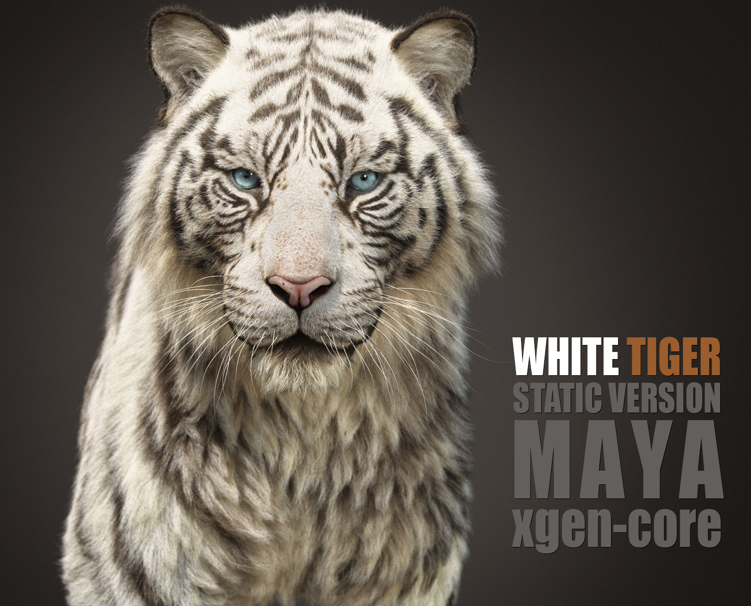 White Tiger 3D Models | Animal 3d Models