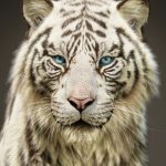 New Tiger models
