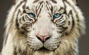 Massimo Righi - New tiger models
