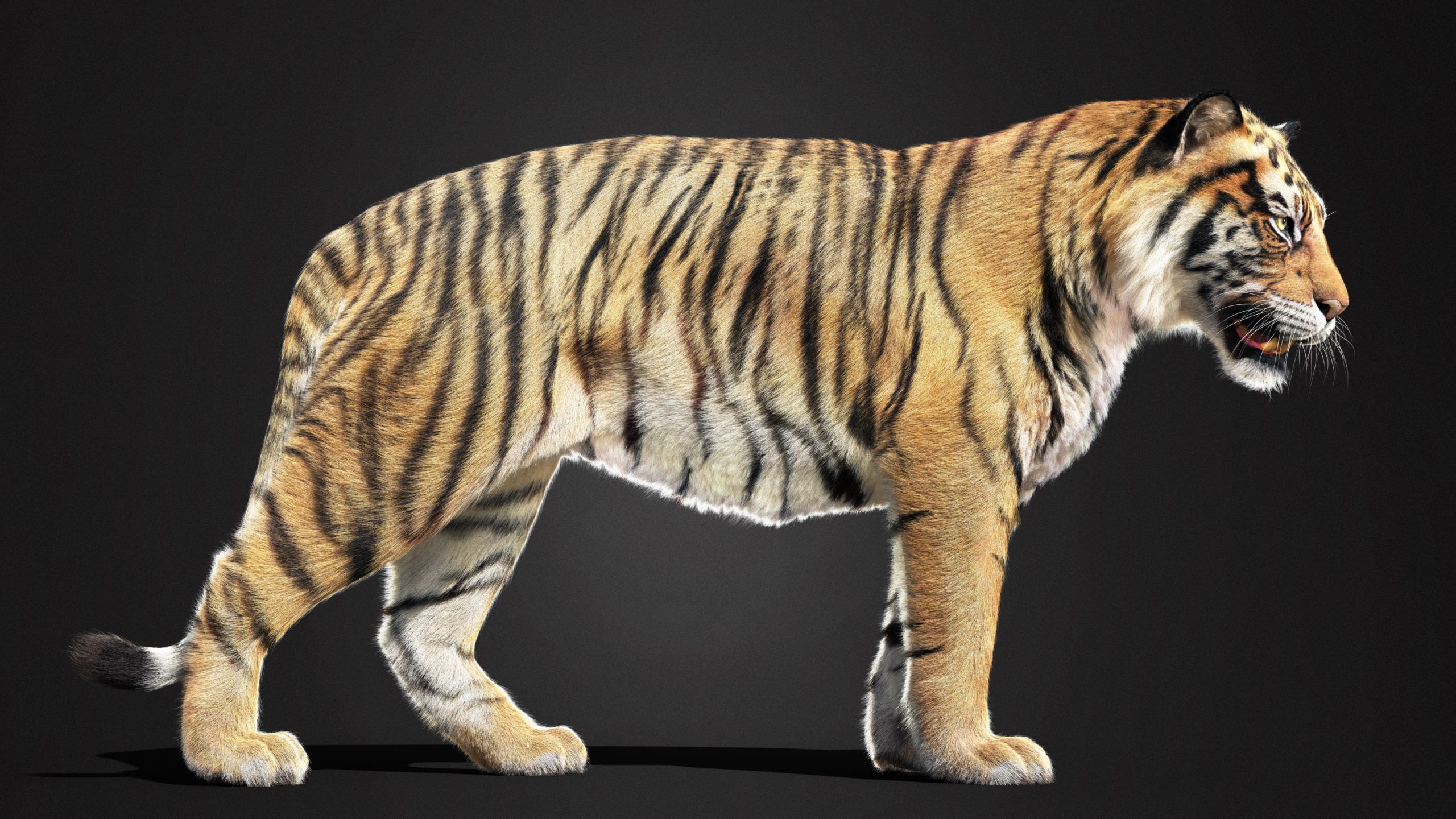 Tiger 3D Models | Animal 3d Models