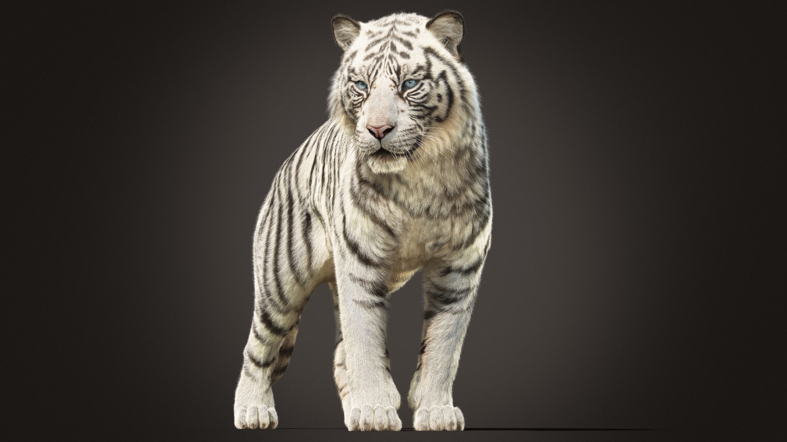 white.tigerページ White Tiger (Special Order) – Jack's Surfboards