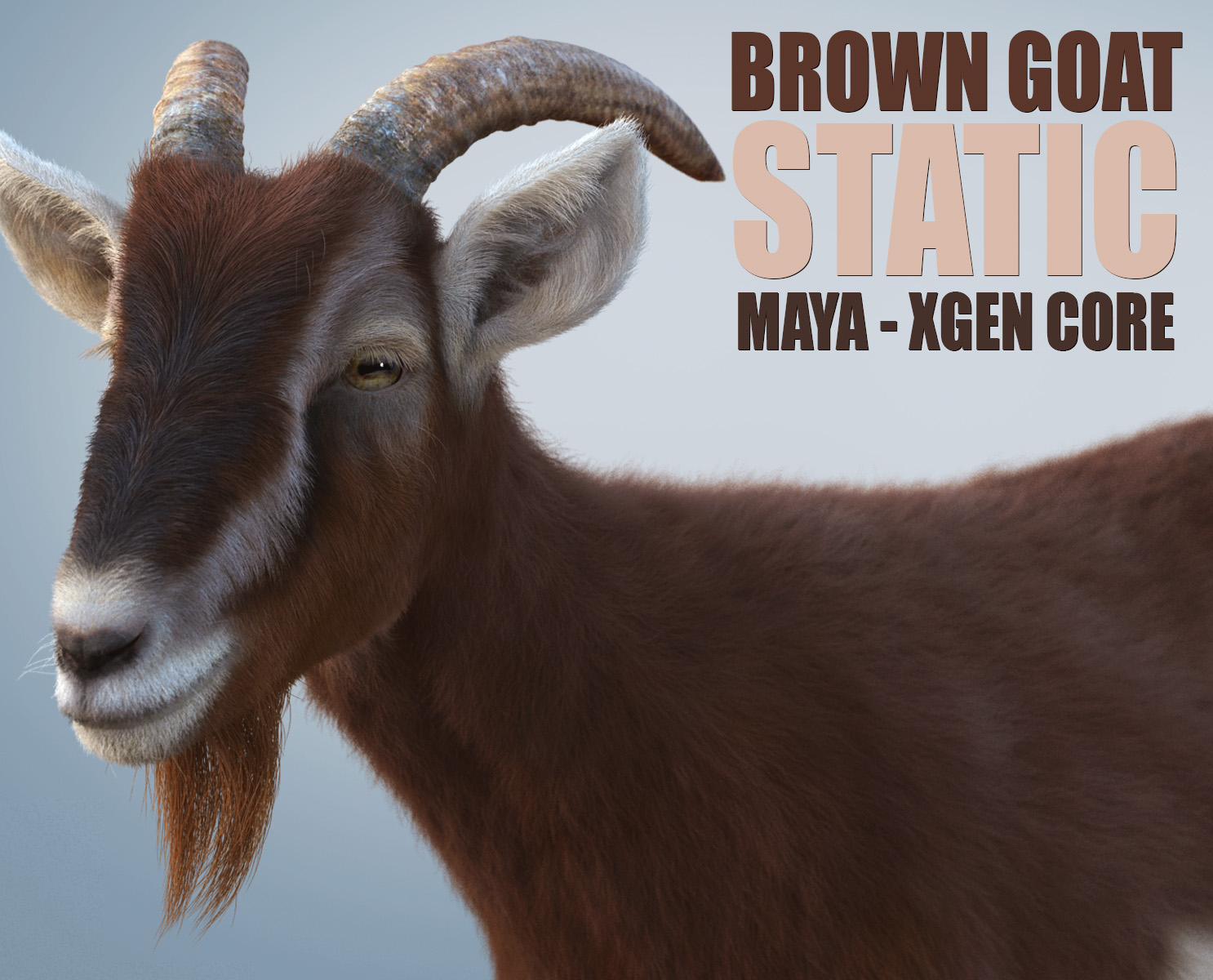 Brown Goat 3D Models | Animal 3d Models