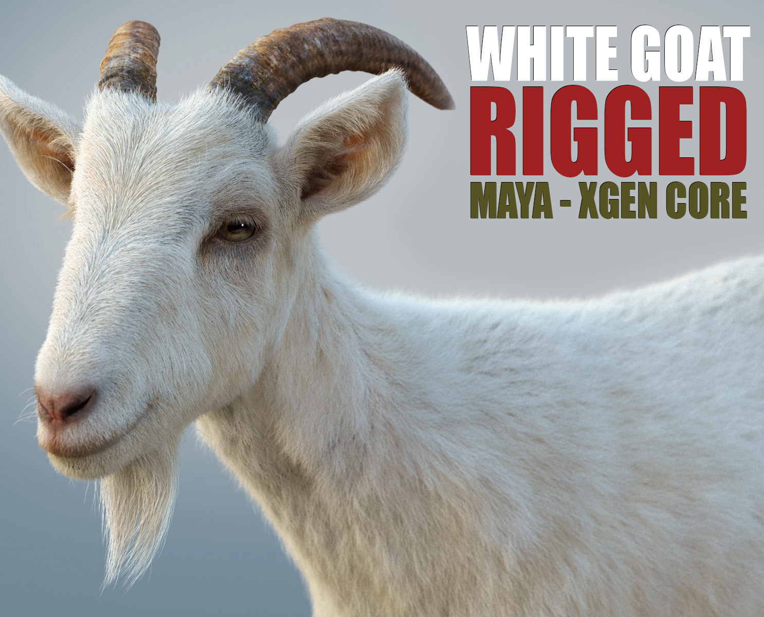 White Goat 3D Models | Animal 3d Models