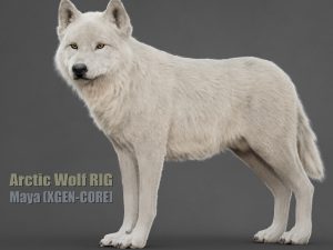 Arctic Wolf 3D Models | Animal 3d Models
