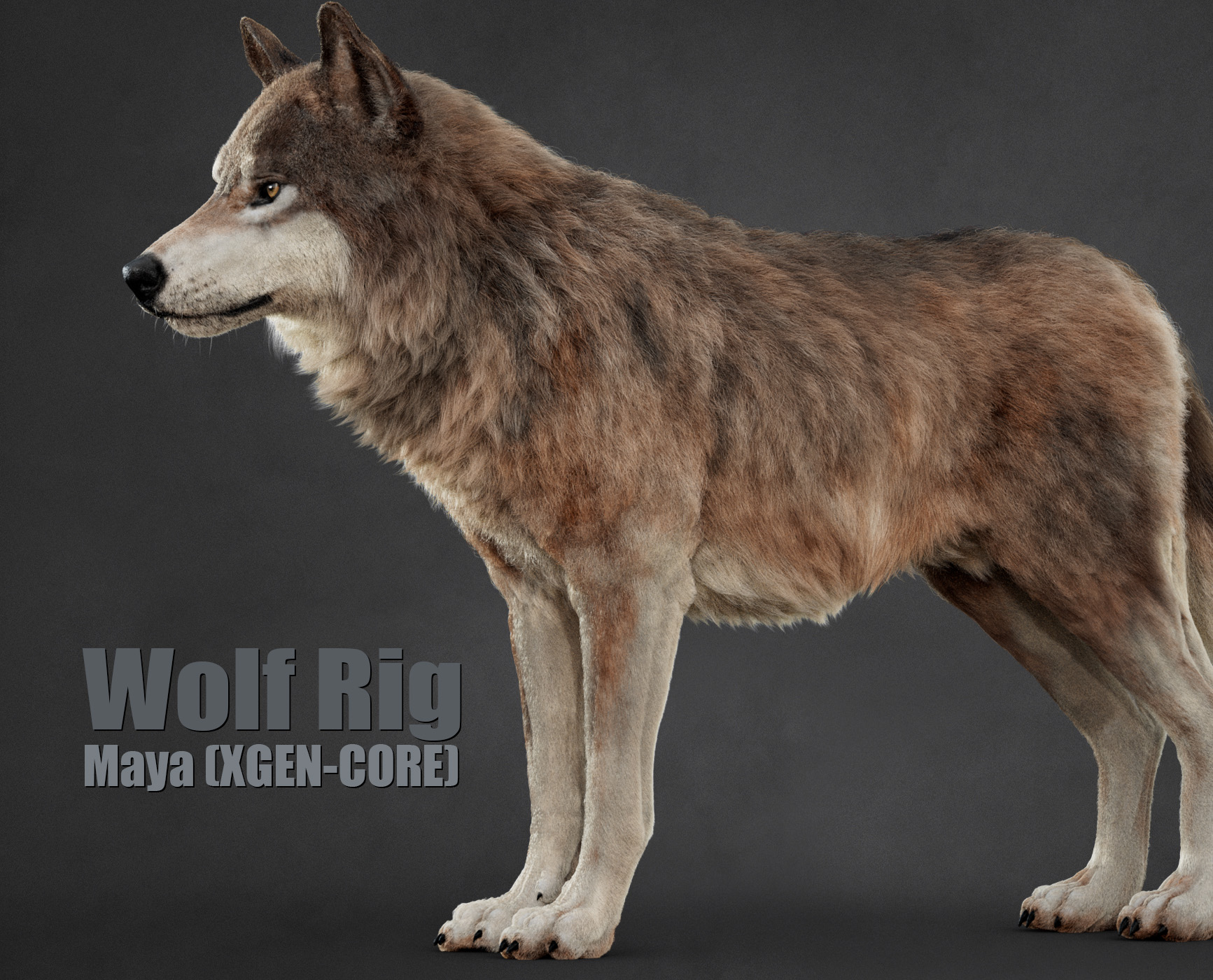 Wolf 3D Models | Animal 3d Models