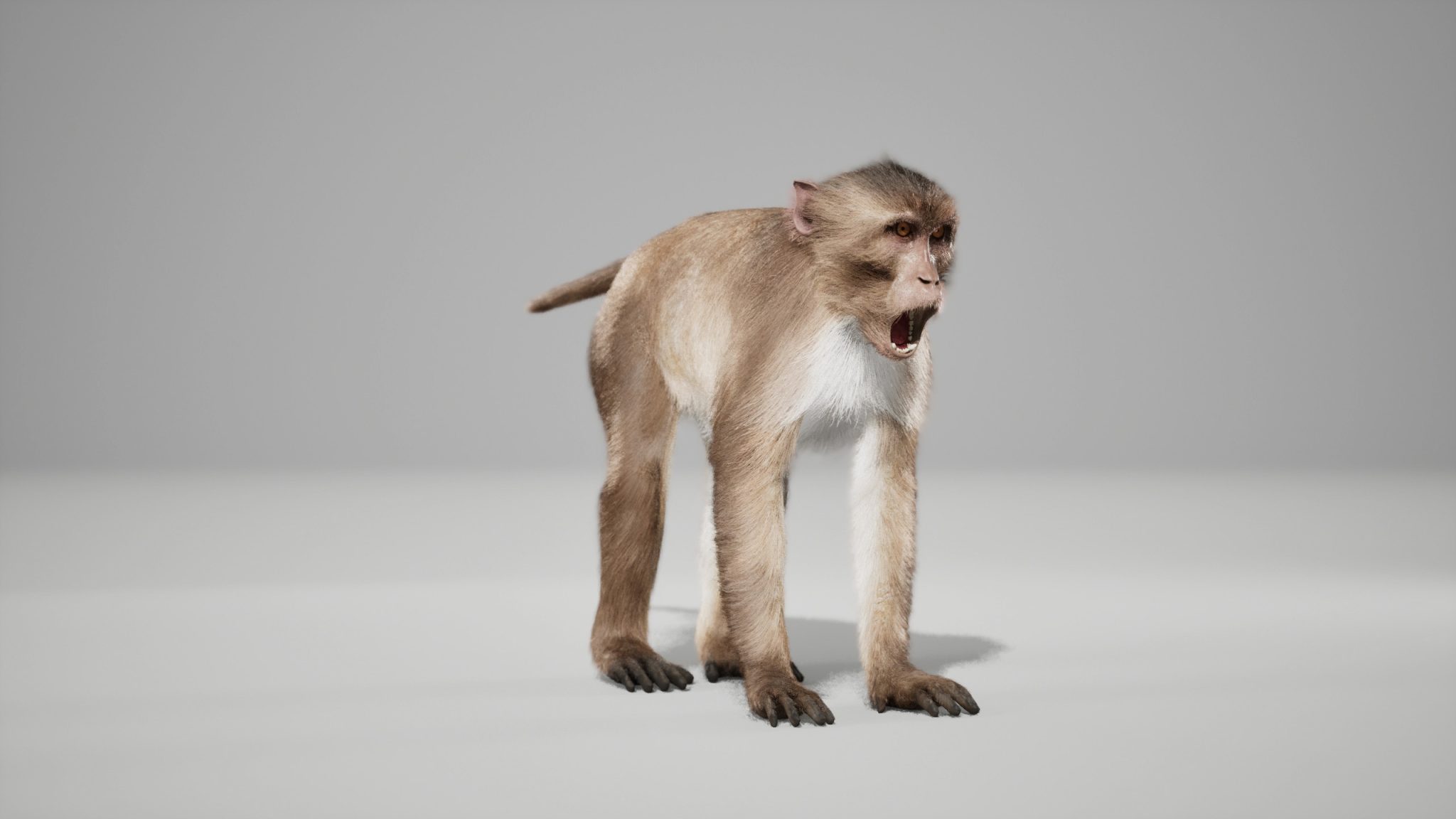 Monkey Rig Unity Rhesus Monkey 3D Models | Animal 3d Models