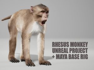 Rhesus Monkey 3D Models | Animal 3d Models