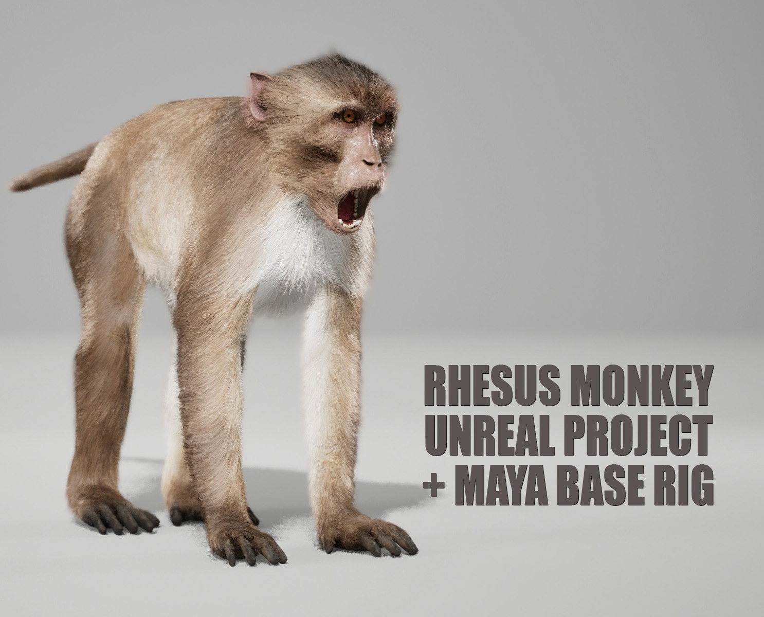 Rhesus Monkey 3D Models | Animal 3d Models