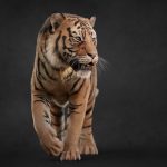 New Tiger Rig