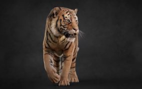 Massimo Righi - New tiger rig