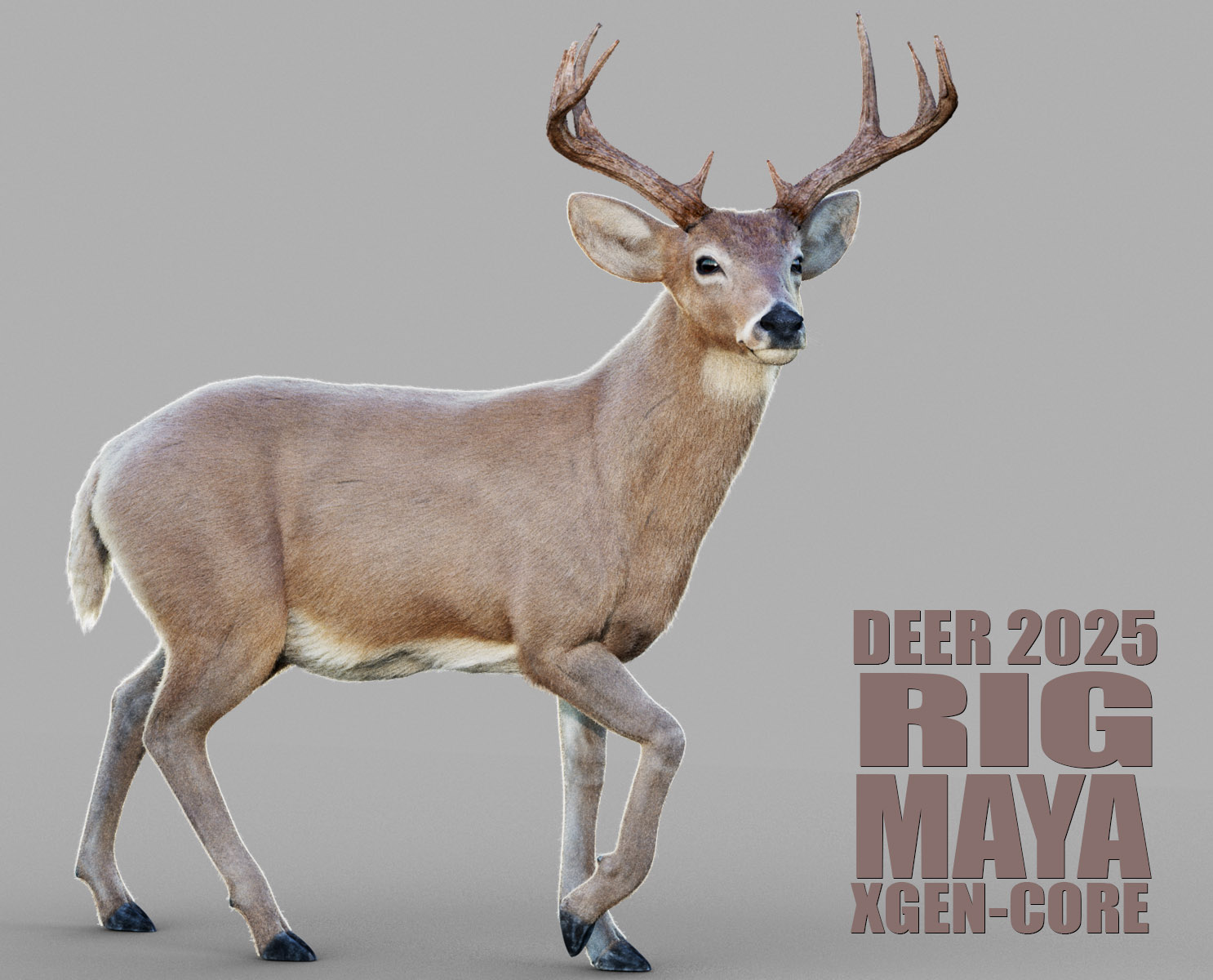 Deer 3D Models | Animal 3d Models