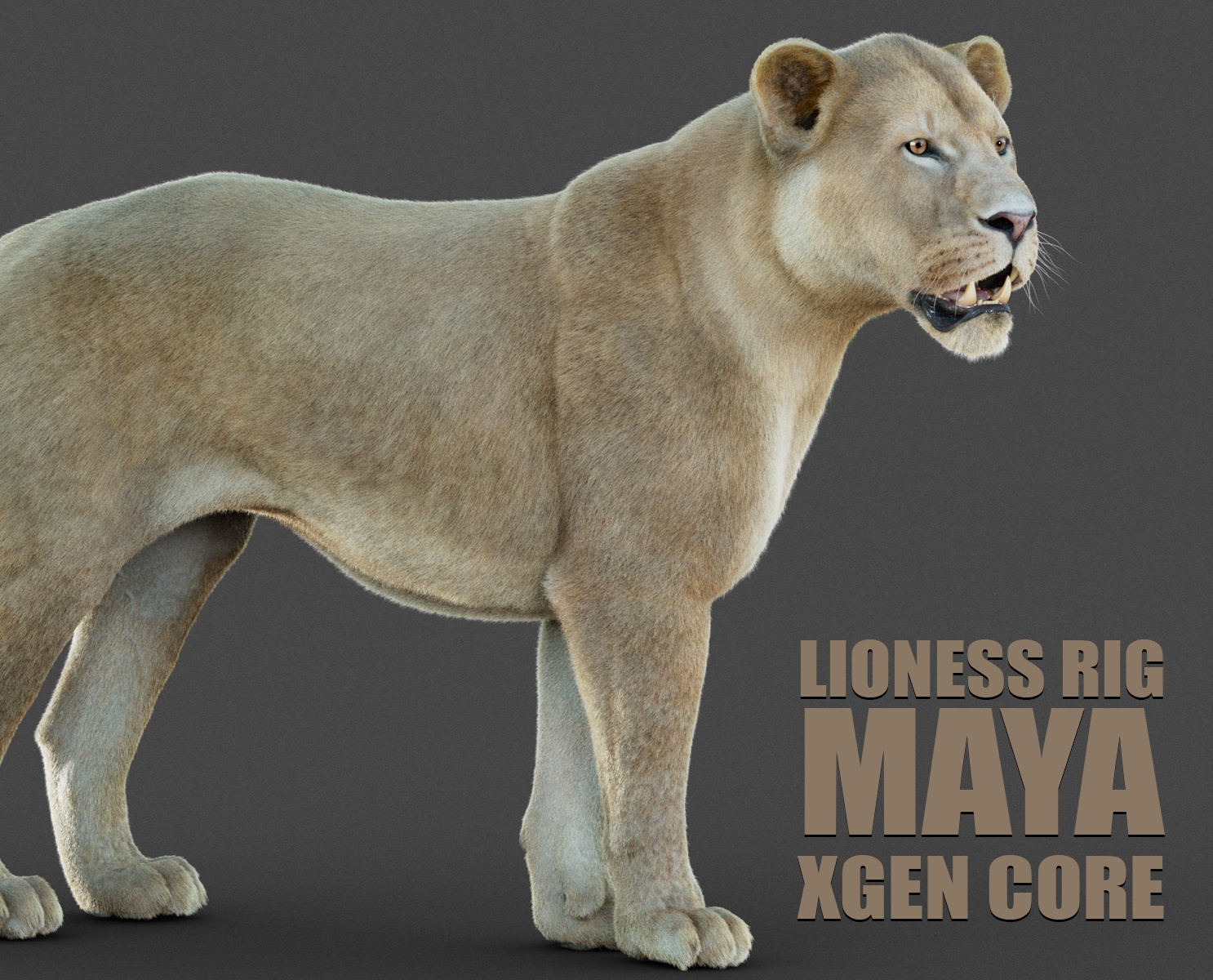 Lioness 3D Models | Animal 3d Models
