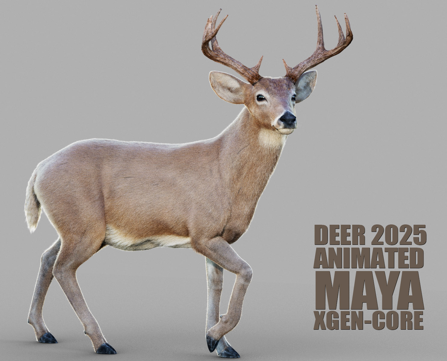 Deer 3D Models | Animal 3d Models
