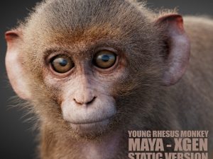 Young Rhesus Monkey 3D Models | Animal 3d Models