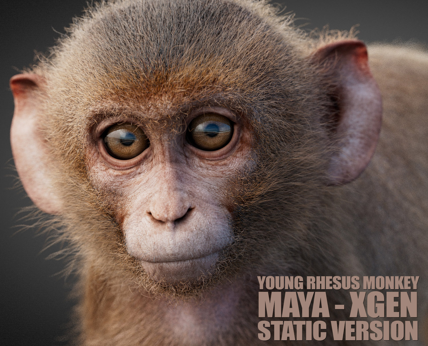 Young Rhesus Monkey 3D Models | Animal 3d Models