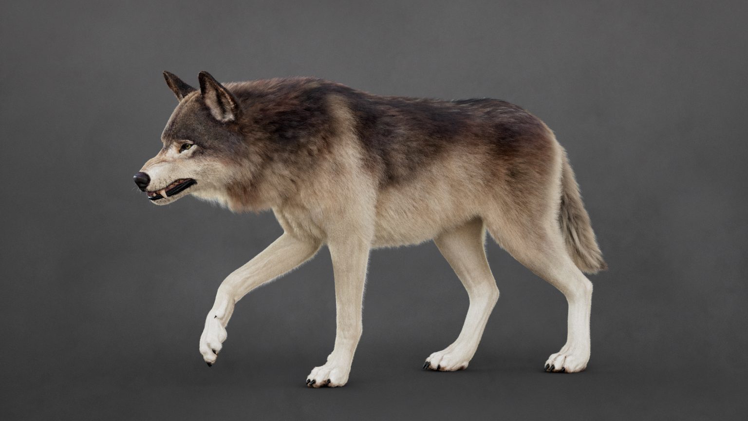Wolves Models Wolf 3D Models | Animal 3d Models