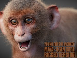 Young Rhesus Monkey 3D Models | Animal 3d Models