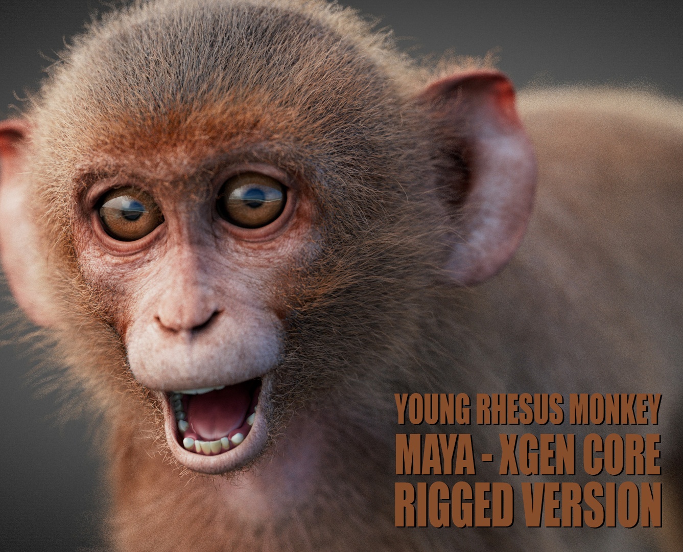 Young Rhesus Monkey 3D Models | Animal 3d Models