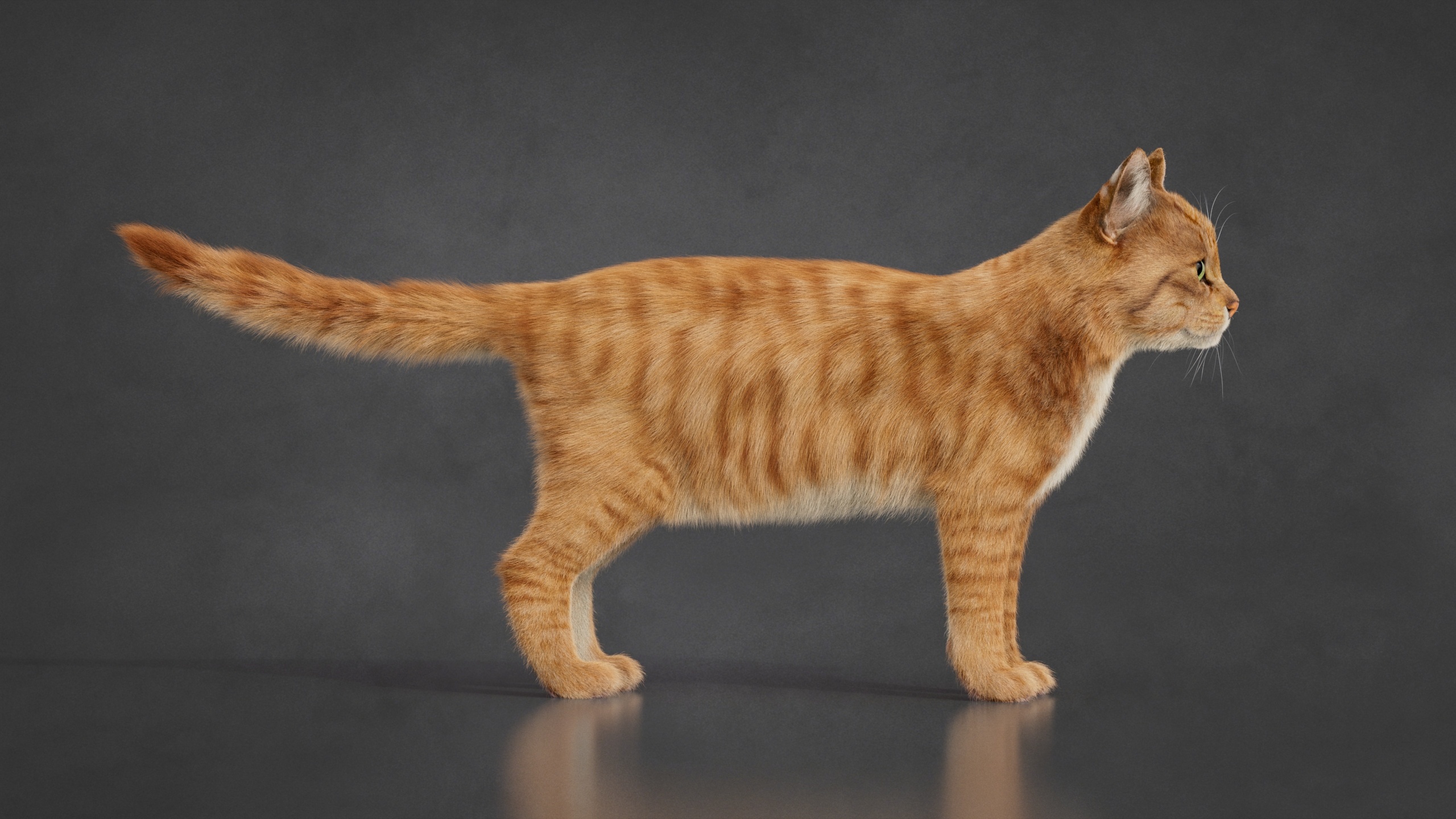 Orange Tabby Cat 2026 RIG (Orange Tabby) 3D Models | Animal 3d Models