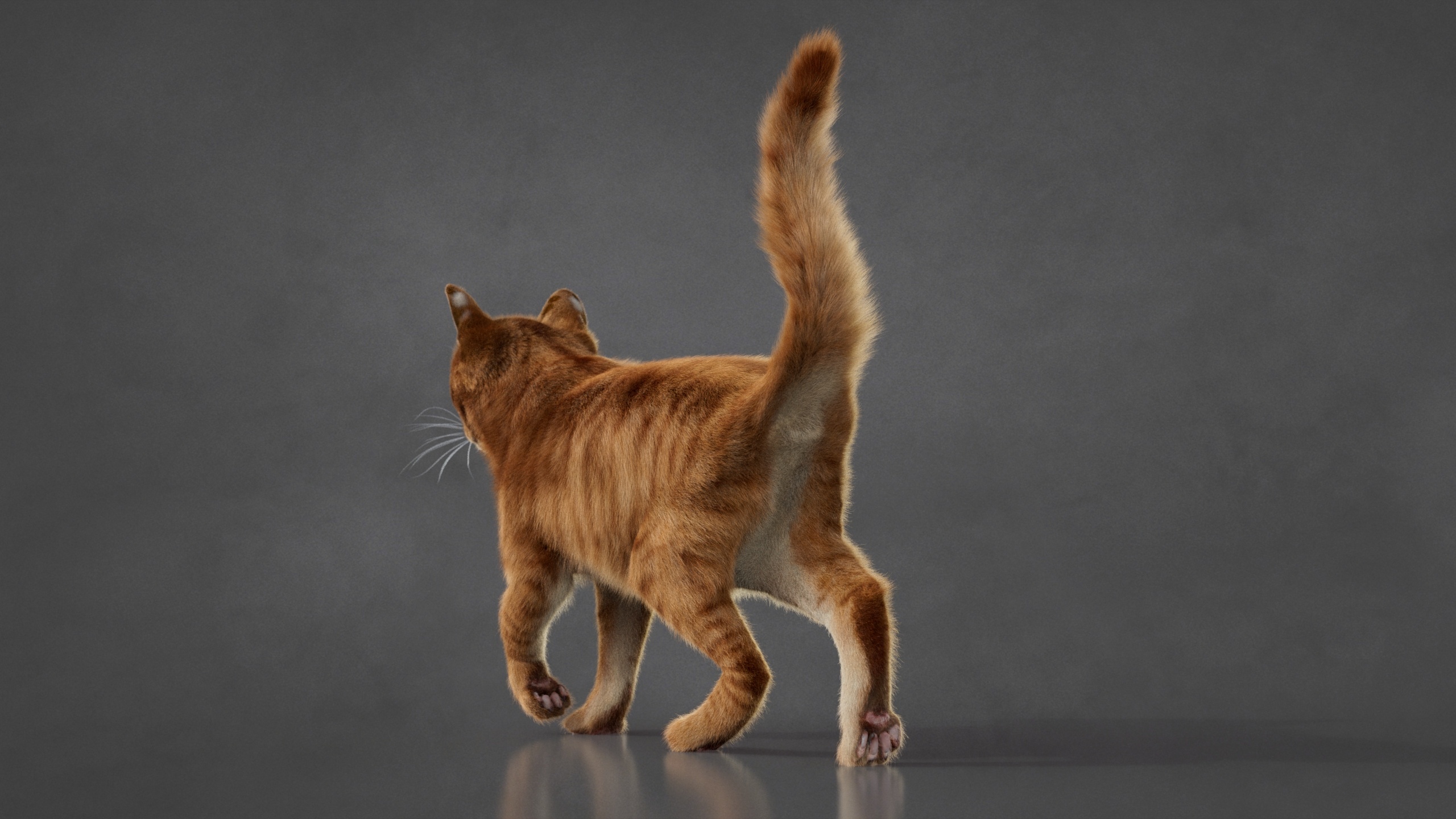 Cat 2026 RIG (Orange Tabby) 3D Models | Animal 3d Models
