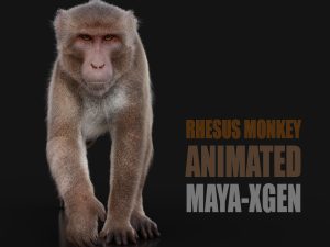 Rhesus Monkey 3D Models | Animal 3d Models