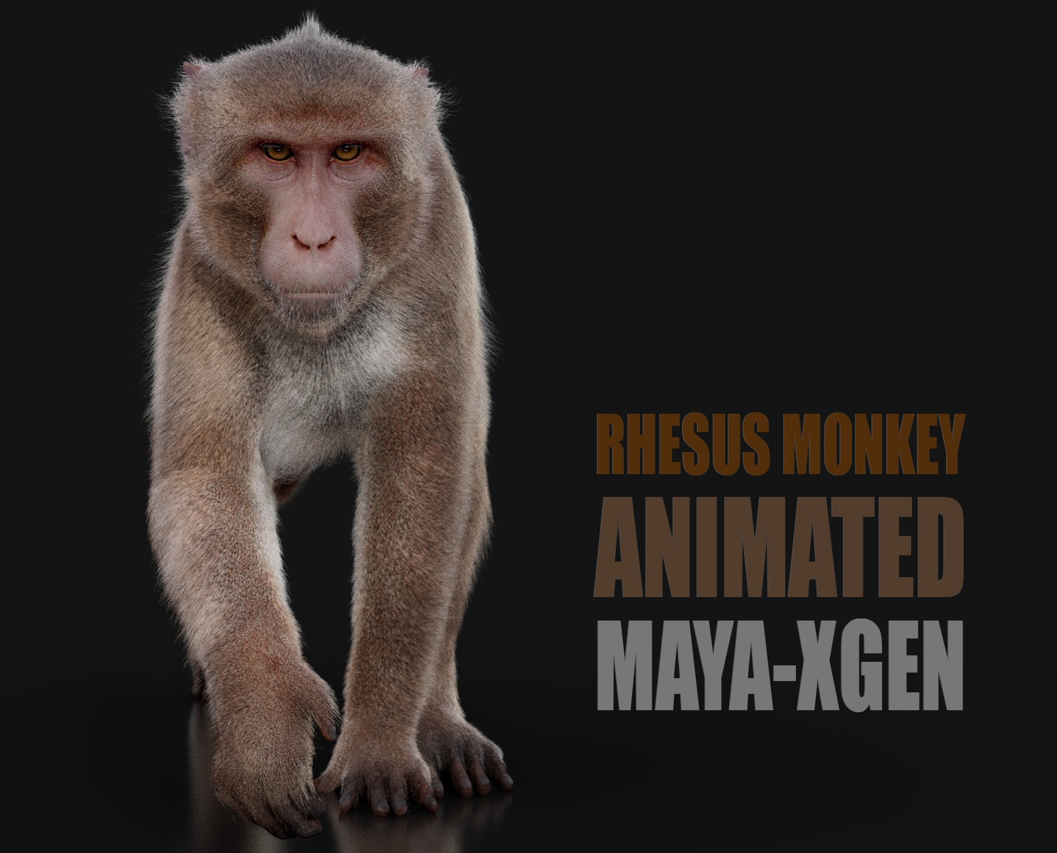 Rhesus Monkey 3D Models | Animal 3d Models