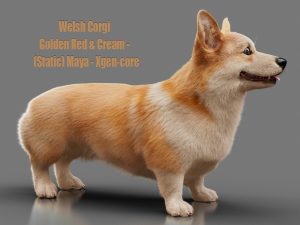 Welsh Corgi 3D Models | Animal 3d Models