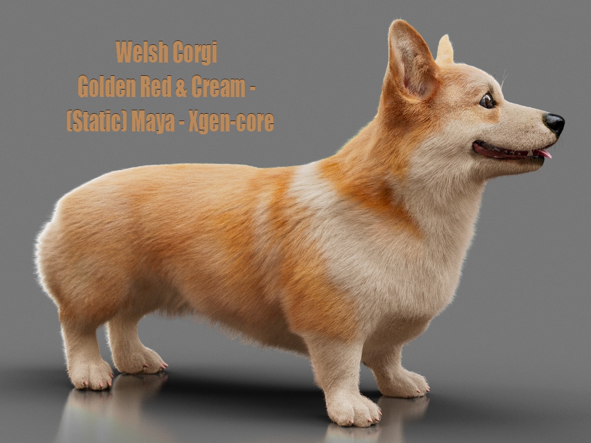 Welsh Corgi 3D Models | Animal 3d Models