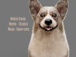 Welsh Corgi 3D Models | Animal 3d Models