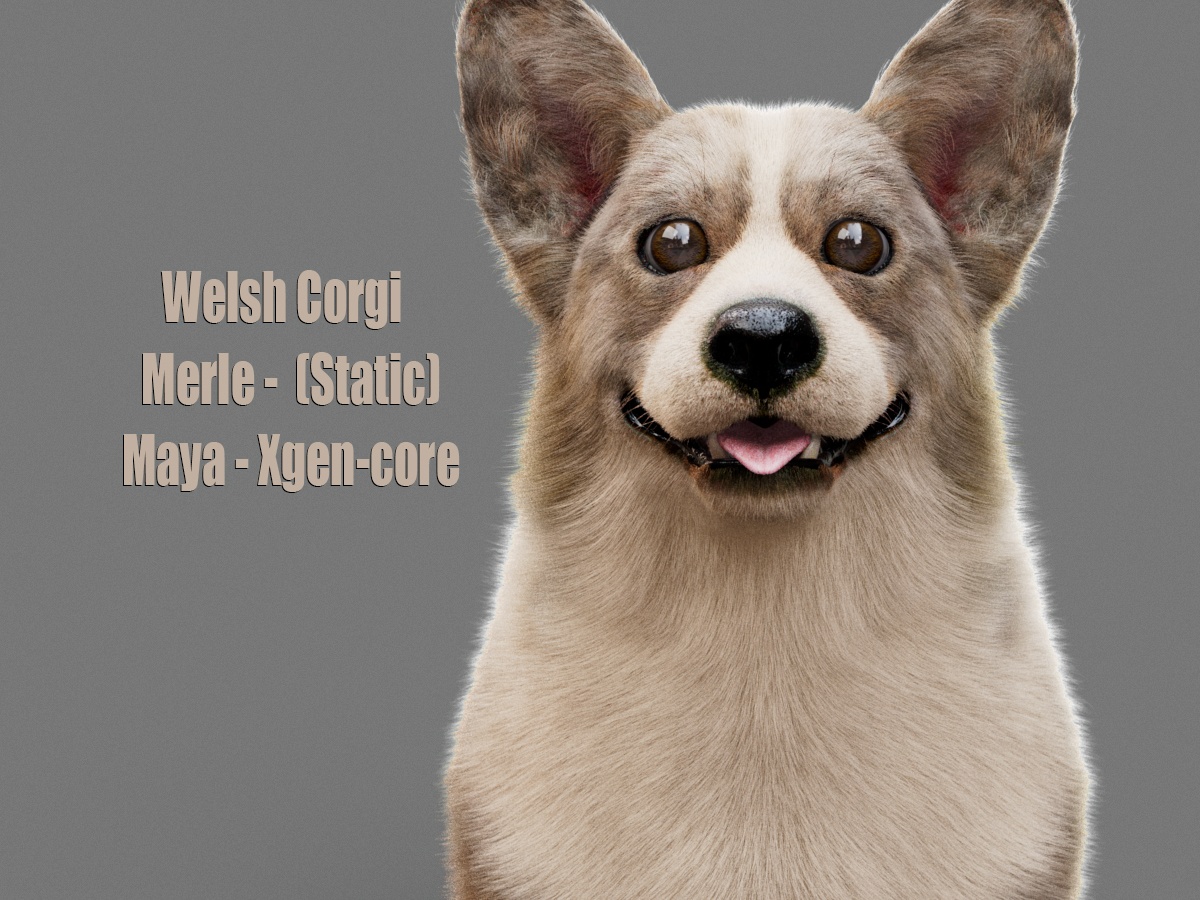 Welsh Corgi 3D Models | Animal 3d Models
