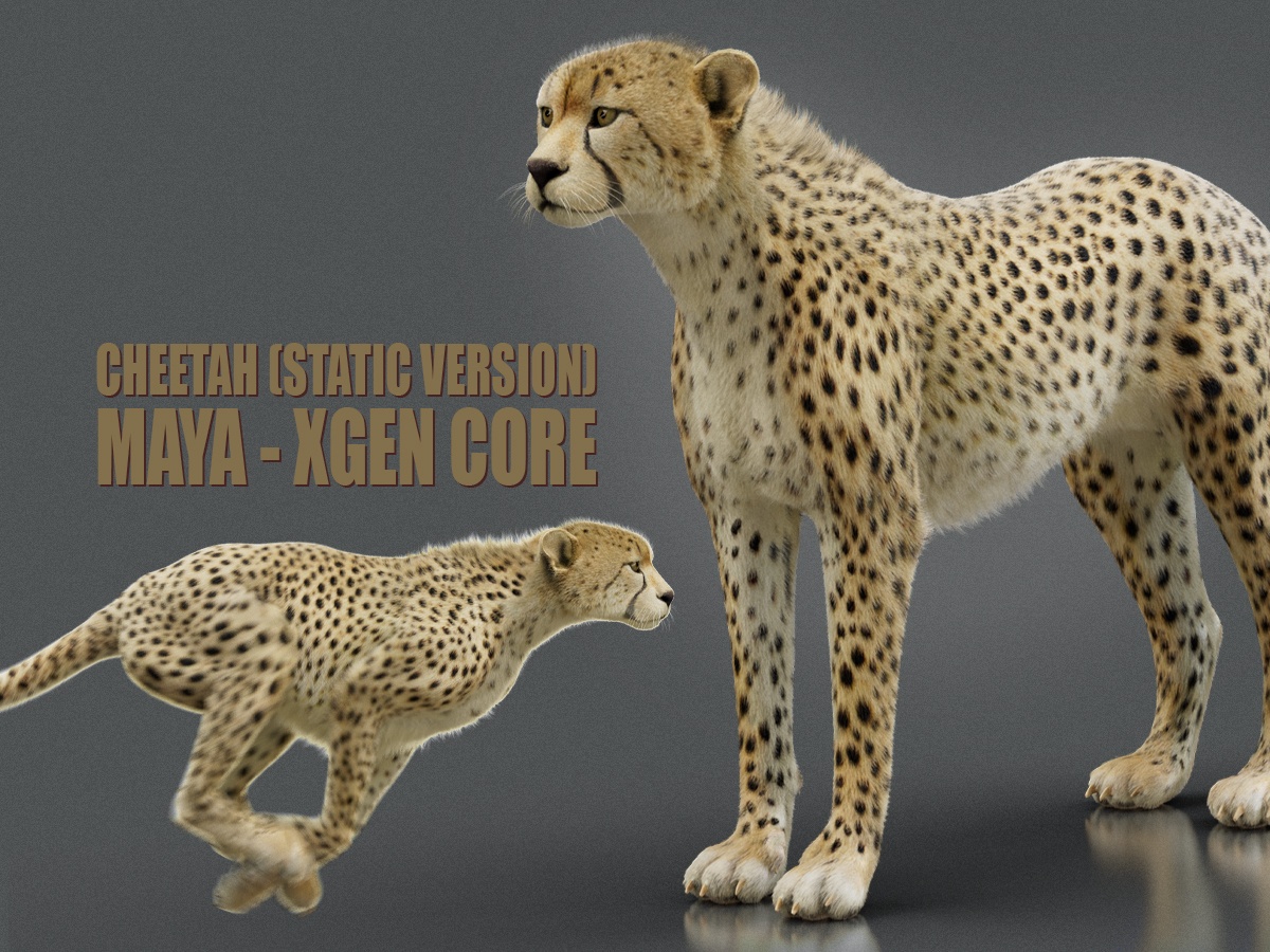 Cheetah 3D Models | Animal 3d Models