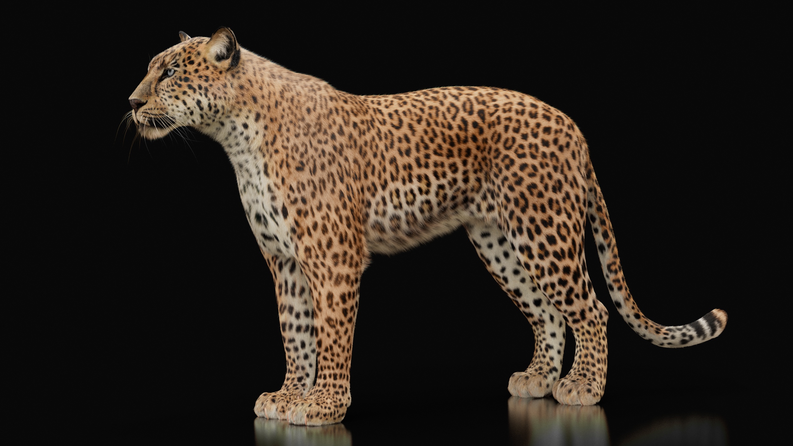 Leopard 3D Models