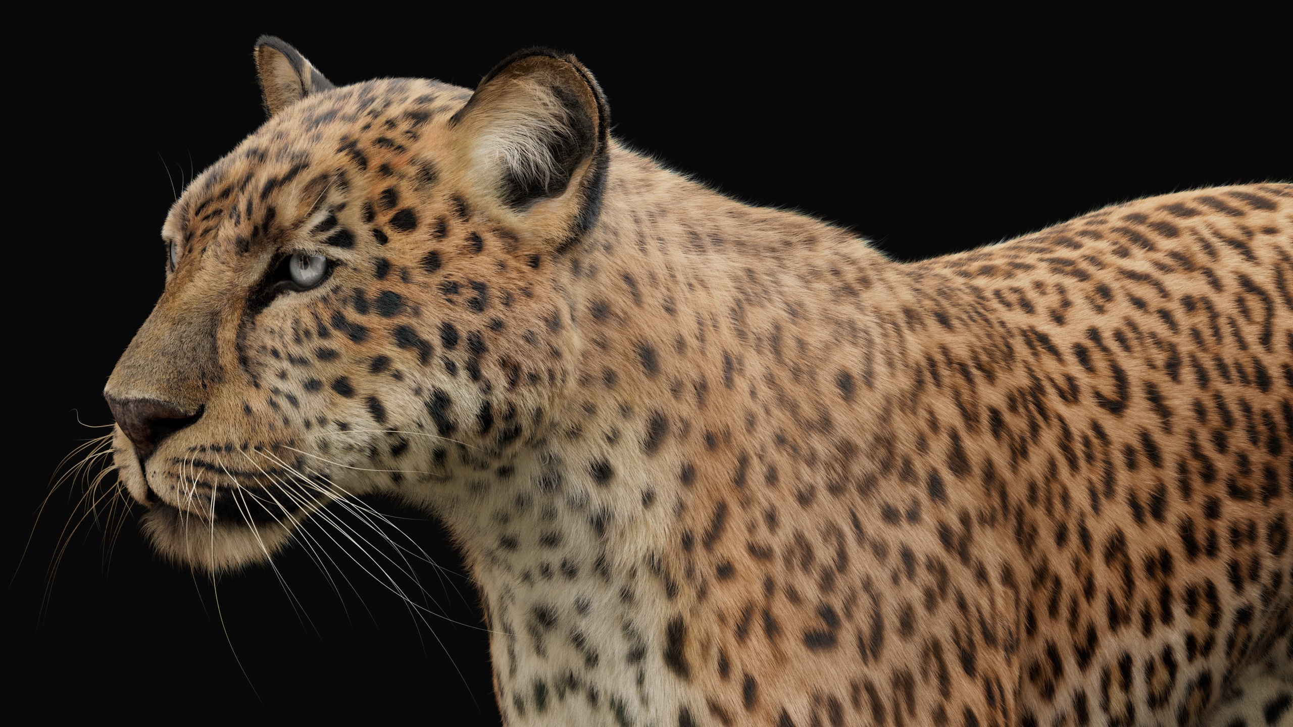 Leopard 3D Models