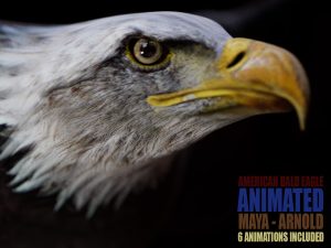 American Bald Eagle 3D Models | Animal 3d Models