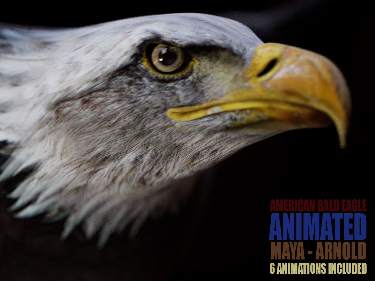 American Bald Eagle 3D Models | Animal 3d Models