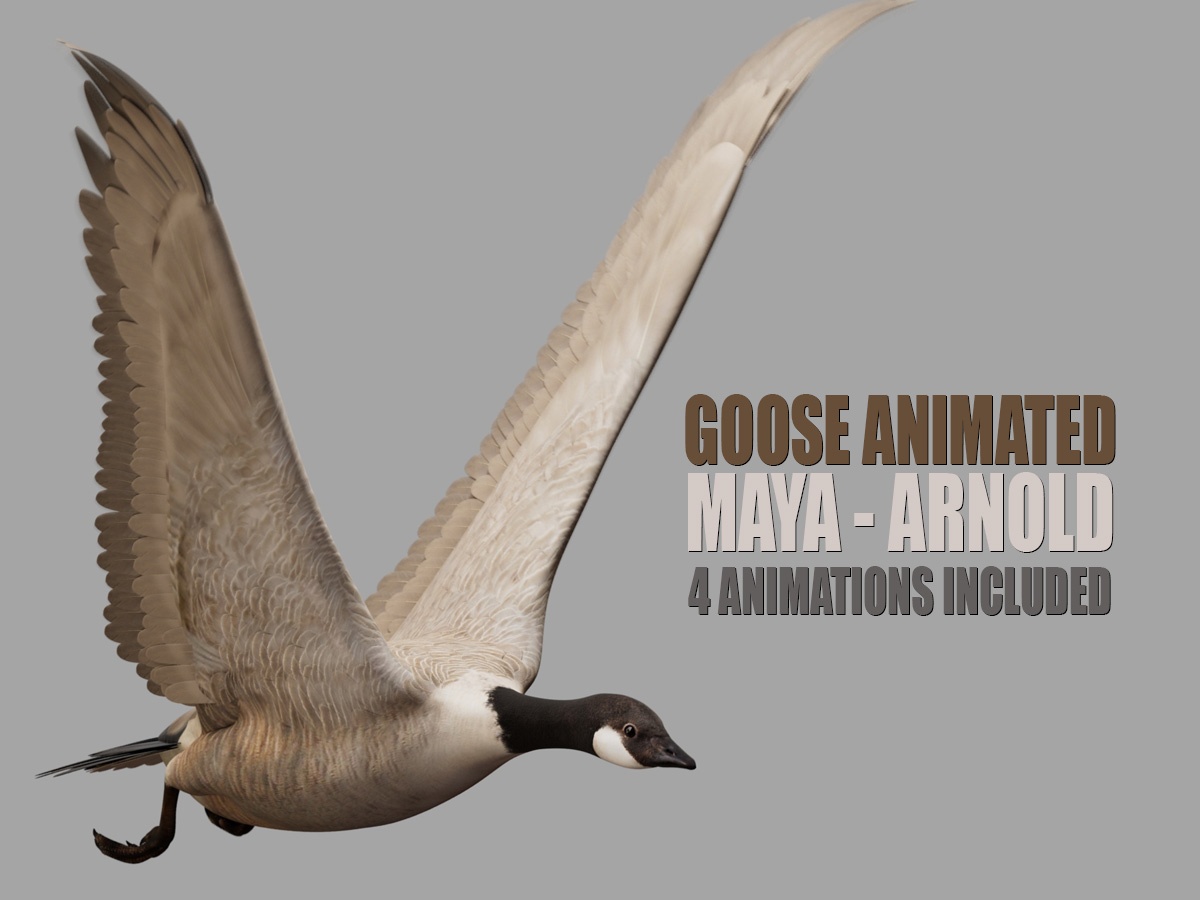 Goose Animated 3D Models | Animal 3d Models