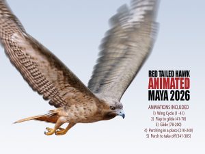 Red-tailed Hawk 3D Models | Animal 3d Models