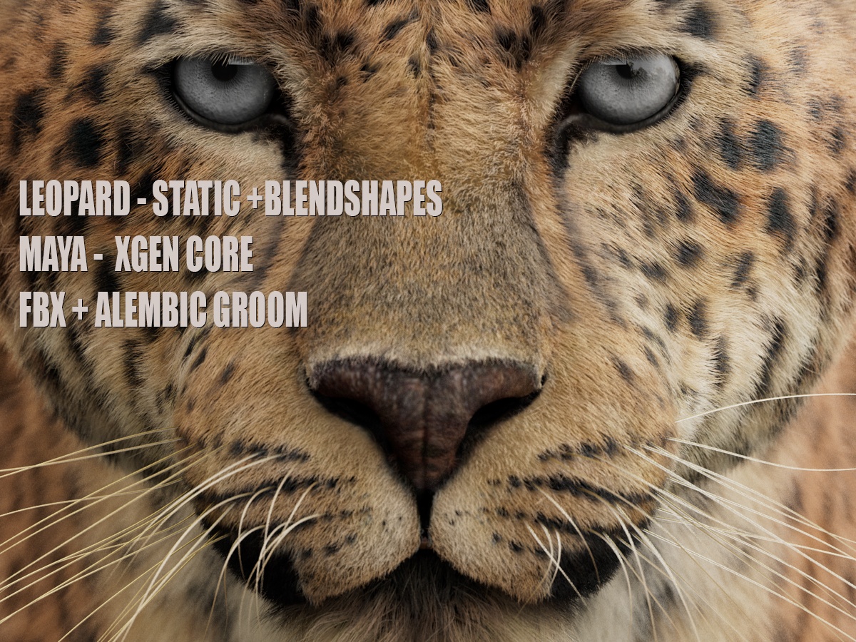 Leopard 3D Models | Animal 3d Models