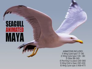 Seagull Animated 3D Models | Animal 3d Models