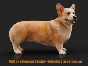 Welsh Corgi Rigged and Animated 3D Models | Animal 3d Models