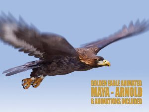 Golden Eagle Animated 3D Models | Animal 3d Models