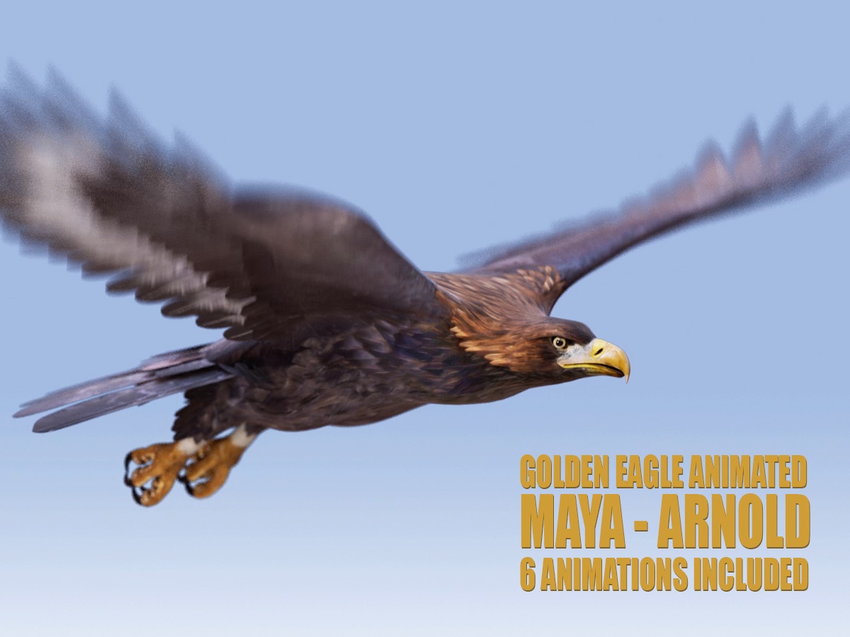 Golden Eagle Animated 3D Models | Animal 3d Models