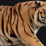 3D Tiger – Now in Motion
