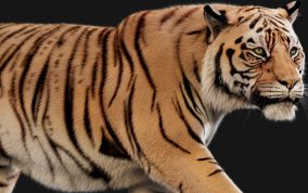 Massimo Righi - 3d tiger – now in motion