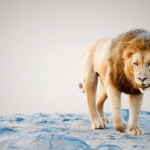 3D Lion – From Rig to Animation
