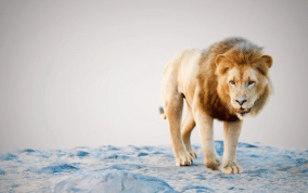 Massimo Righi - 3d lion – from rig to animation